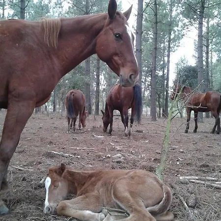 Hostal Residential Horse Club Costa Brava