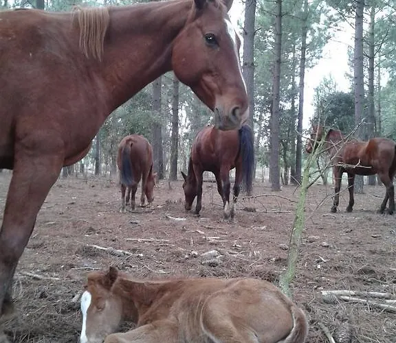 بيت شباب Residential Horse Club Costa Brava